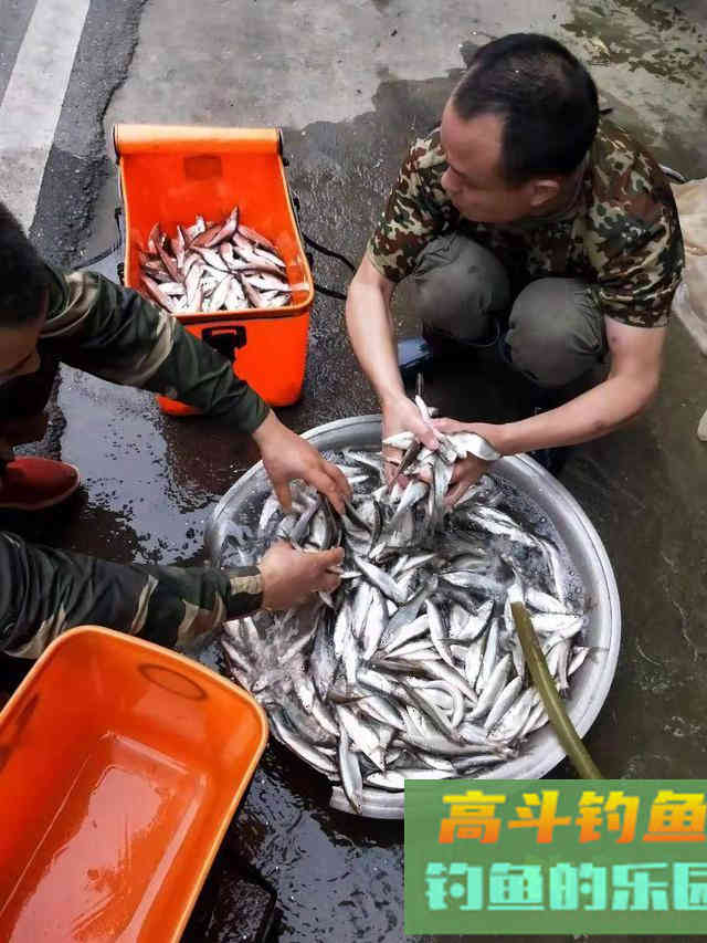 让钓鱼人又爱又恨白条,详解白条钓法及规避方法 让钓鱼人又爱又恨白条,详解白条钓法及规避方法
