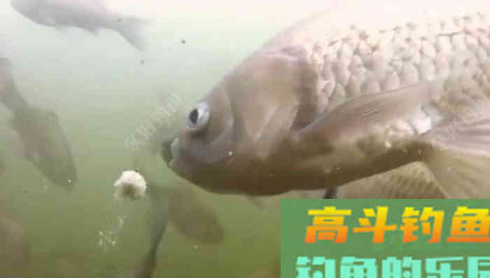 野钓策(19)鲫鱼习性与施钓的关联性 野钓策(19)鲫鱼习性与施钓的关联性
