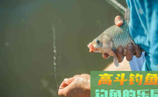秋天野钓大鲫鱼,只要搞明白这4件事 秋天野钓大鲫鱼,只要搞明白这4件事