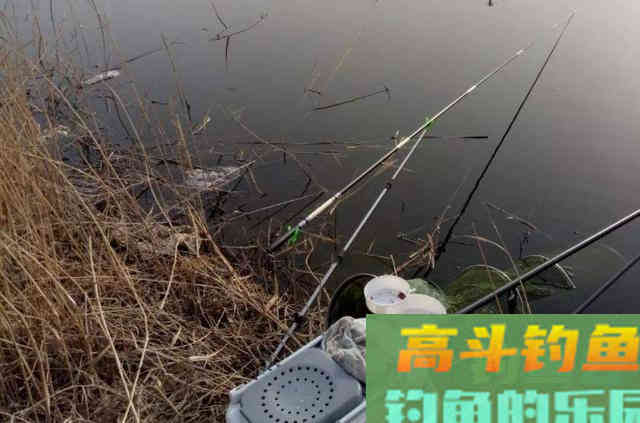 三伏天一到,我就立马用这草鱼钓法,霸气十足 三伏天一到,我就立马用这草鱼钓法,霸气十足