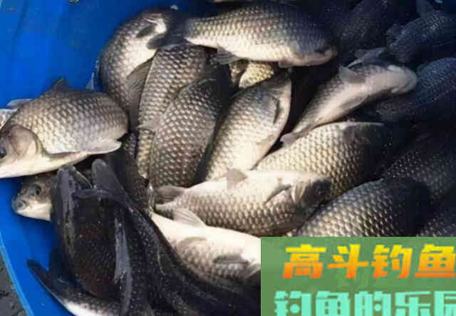 冬季野钓大鲫鱼,学会四项独门绝技 冬季野钓大鲫鱼,学会四项独门绝技