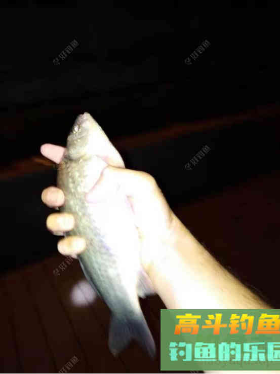 鲫鱼垂钓有妙招，4+4法则实用有效