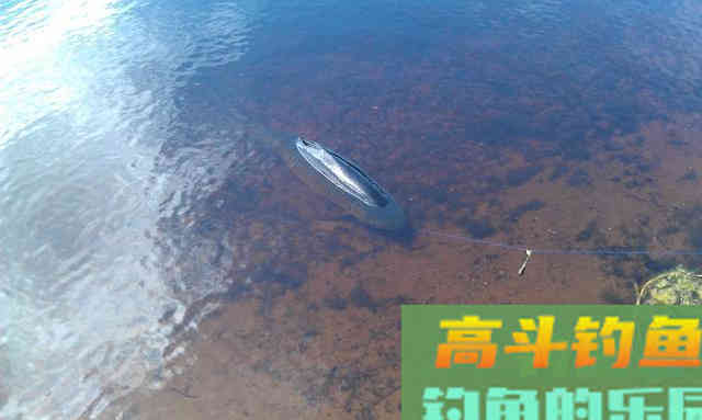 草鱼很贪吃，那么对于钓鱼人来说就好办