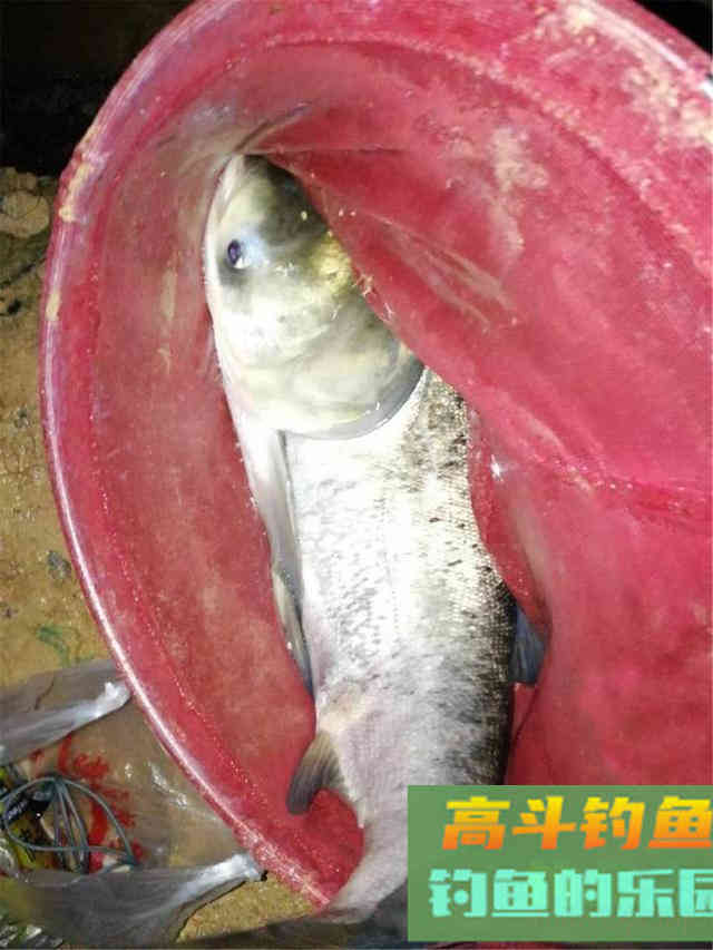 秋季钓鲢鳙最易爆护,饵料、钓位、技巧分享 秋季钓鲢鳙最易爆护,饵料、钓位、技巧分享