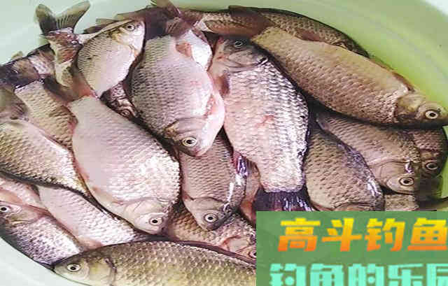 夏季鲫鱼难钓是什么原因？困惑的钓友看