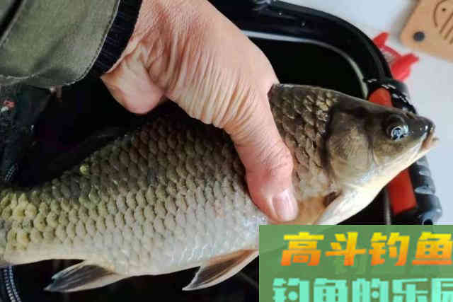 自从学会这饵料调整策略,大板鲫想不上钩都挺难 自从学会这饵料调整策略,大板鲫想不上钩都挺难
