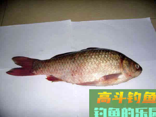 为什么土鲫鱼这么受到钓鱼人的青睐？