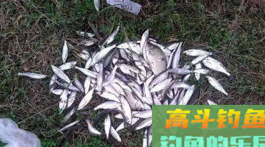 春末钓白条，抽水皮打行程，为何渔获总是时好时无