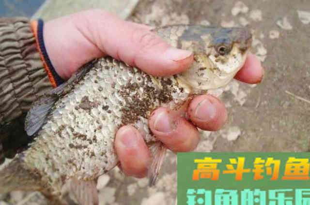 在寒露之前,利用串钩钓鲫鱼的一些注意事项 在寒露之前,利用串钩钓鲫鱼的一些注意事项