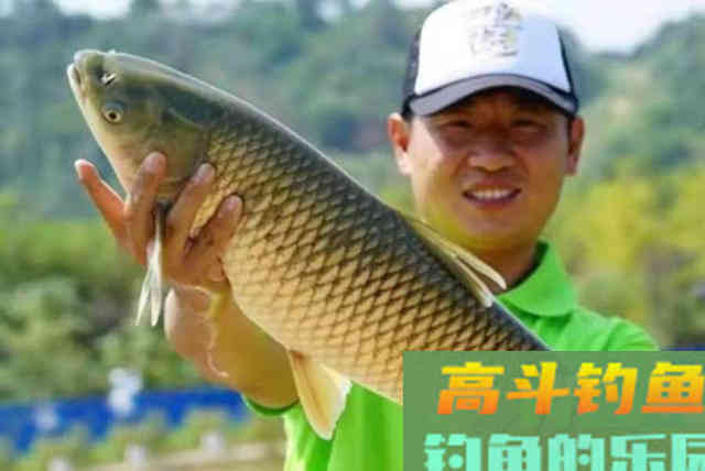对付草鱼别再一味钓底，试试这种玩法