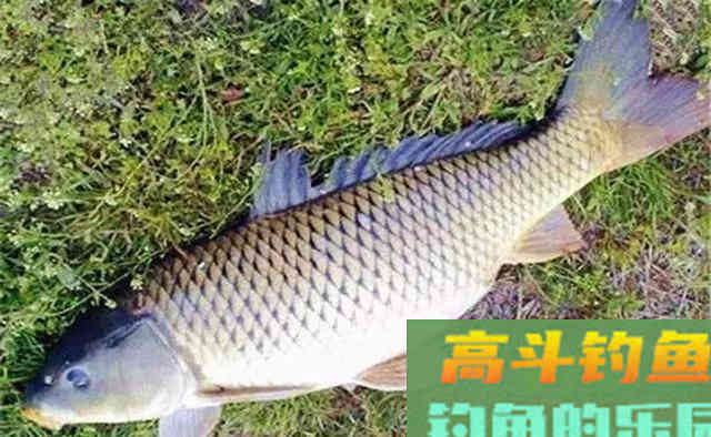 秋天钓鲤鱼,一要凉二要坡、三要等四要稳 秋天钓鲤鱼,一要凉二要坡、三要等四要稳