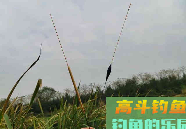 从钓位选择到装备搭配,手把手教你野钓翘嘴鱼 从钓位选择到装备搭配,手把手教你野钓翘嘴鱼