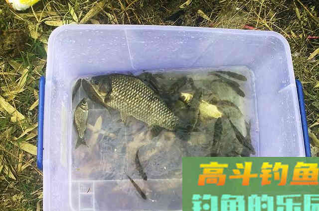 大板鲫不是你想钓就能钓,用对方法才有可能钓到 大板鲫不是你想钓就能钓,用对方法才有可能钓到