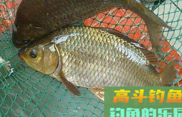 水深4-5米怎么才能钓上鲫鱼？我来教你