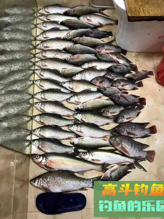 降温后野钓鲮鱼攻略,饵料和添加很关键 降温后野钓鲮鱼攻略,饵料和添加很关键