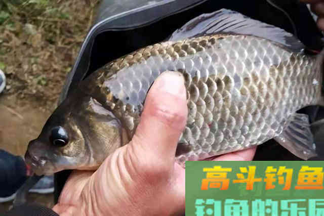 夏季试用这鲫鱼钓法，鱼获多到提不起来