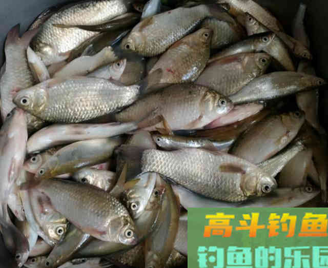 冬季钓鲫鱼你真的行吗？迟来的技巧