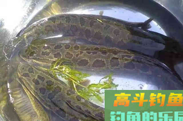 一提到黑鱼就来劲，试过这钓法的人都说好