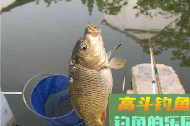 再次提醒：鲤鱼只需照我说的钓就好