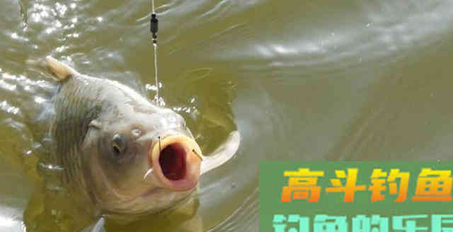 钓鲤鱼的提竿时机原来在这儿,这经验太值钱 钓鲤鱼的提竿时机原来在这儿,这经验太值钱
