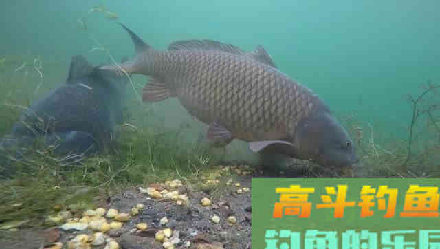 野钓鲤鱼，黑漂才提竿，已吞钩的鲤鱼跑一半