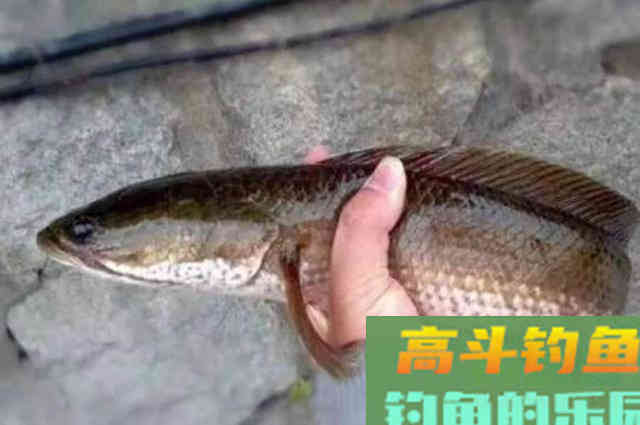 气温越高，我反而越想用这黑鱼钓法