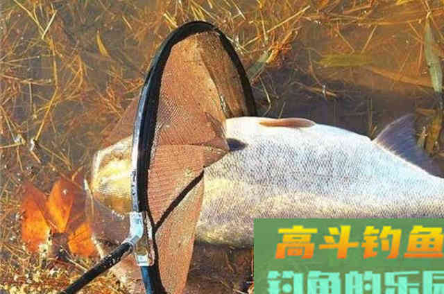 自从我用这套鲢鳙钓法,鲫鲤鱼再大也不想钓 自从我用这套鲢鳙钓法,鲫鲤鱼再大也不想钓