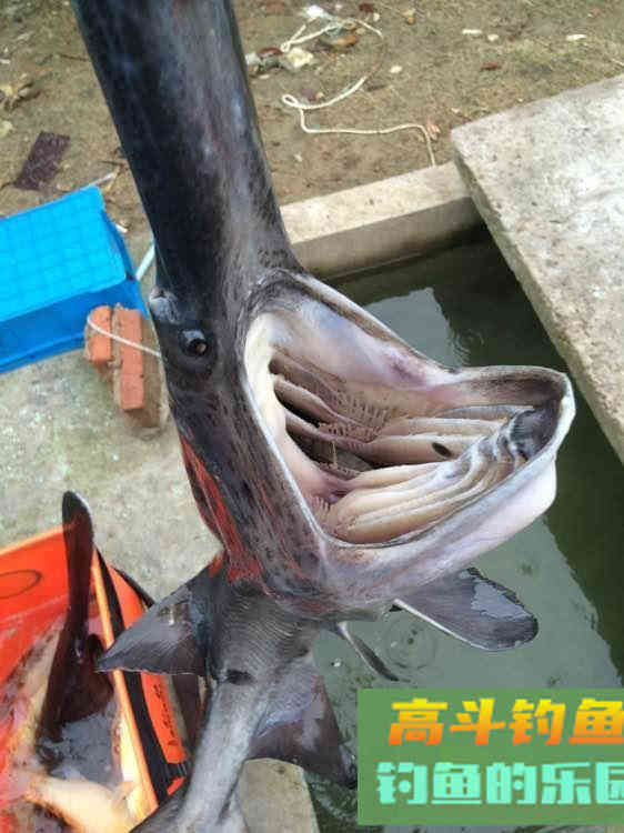 鸭嘴鱼的介绍，与鸭嘴鱼的垂钓方法技巧