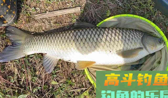 野生大草鱼,唯独这种传统钓法才好使 野生大草鱼,唯独这种传统钓法才好使