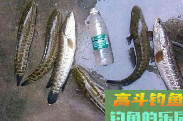 天热后,黑鱼才最好钓?要有上鱼的秘诀 天热后,黑鱼才最好钓?要有上鱼的秘诀