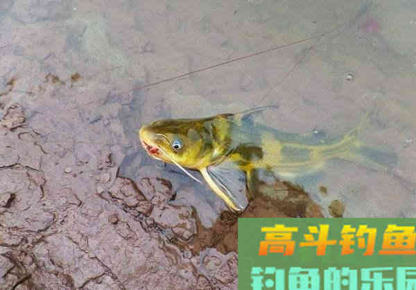 论蚯蚓钓黄颡鱼的正确用法