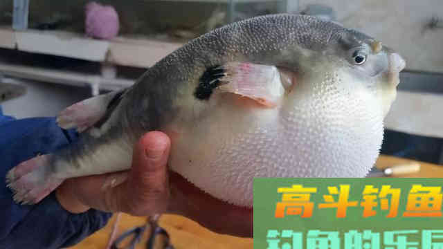 河豚到底能不能钓，得搞明白河豚是淡水鱼还是咸水鱼