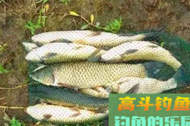 这千金不换的草鱼钓法，简单又实用