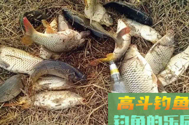 过去二十年了,谁料这套鲤鱼钓法,依然霸气十足 过去二十年了,谁料这套鲤鱼钓法,依然霸气十足