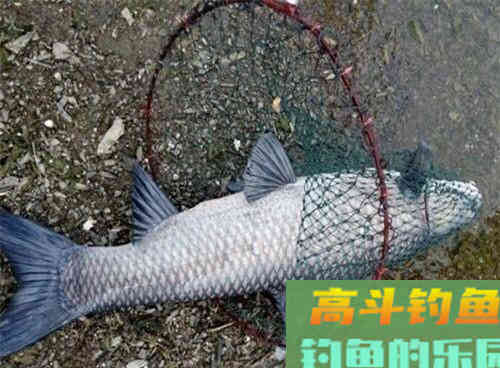 水库常有大青鱼,解析水库野钓青鱼4大技巧 水库常有大青鱼,解析水库野钓青鱼4大技巧