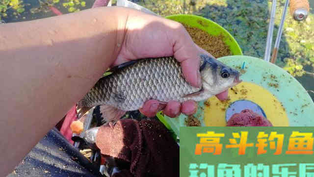 早春学会这样钓鲫鱼，简单实用渔获多
