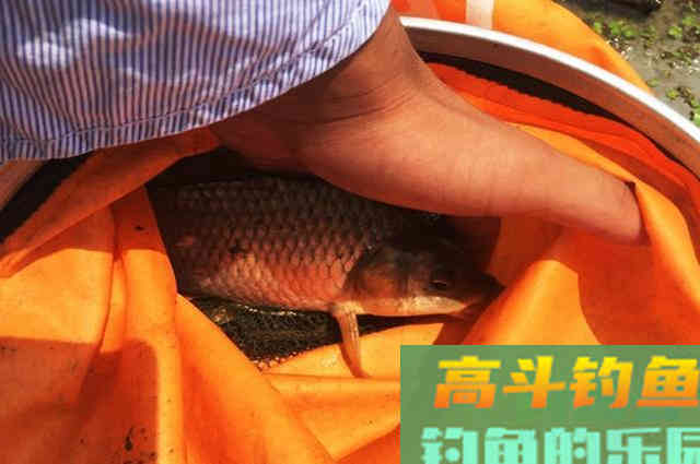 大板鲫不是你想钓就能钓,用对方法才有可能钓到 大板鲫不是你想钓就能钓,用对方法才有可能钓到