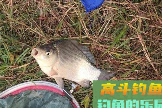 冬天太冷，大板鲫总不上钩，无奈之下只好用这钓法