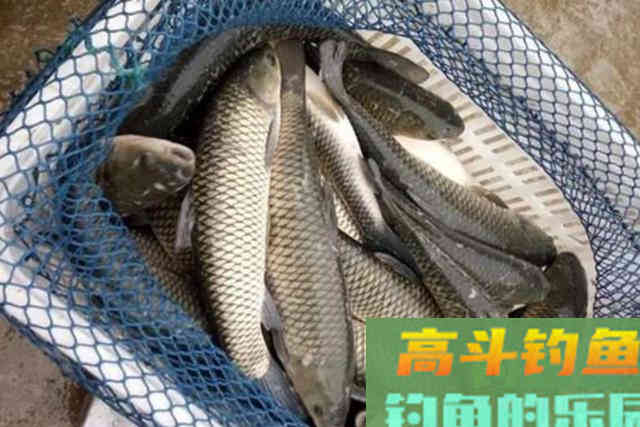 春季一到，不料这草鱼钓法特管用