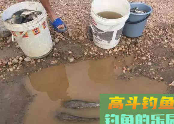 罗非鱼爱谈恋爱,钓鱼人利用此特性,将其一窝端 罗非鱼爱谈恋爱,钓鱼人利用此特性,将其一窝端