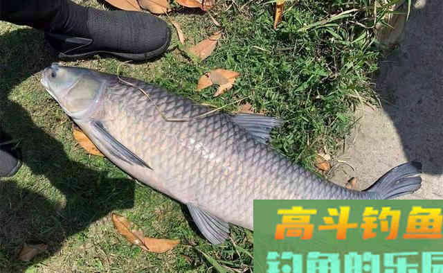 深秋时节,还想手竿钓青鱼,试试放风筝钓法 深秋时节,还想手竿钓青鱼,试试放风筝钓法