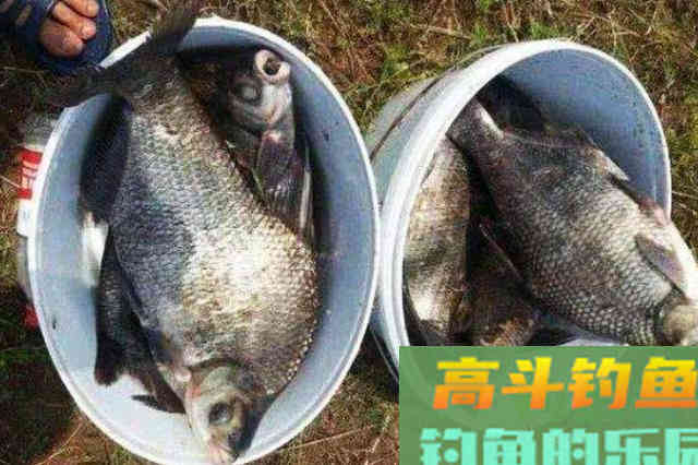 秋天到,据说用过这3招钓鳊鱼的人,连鲤鱼都不想钓了 秋天到,据说用过这3招钓鳊鱼的人,连鲤鱼都不想钓了