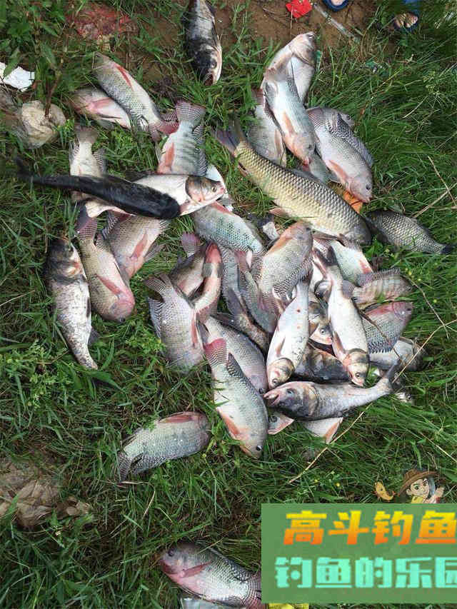 天气渐冷钓大罗非窝子做好很重要,附自制便宜饵料配方 天气渐冷钓大罗非窝子做好很重要,附自制便宜饵料配方