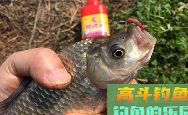 秋天野钓大鲫鱼，这种方法简单有效，上鱼才是硬道理