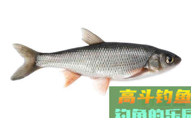 鲫鱼的哭泣!前有狼后有虎,在广东生存为何这么难 鲫鱼的哭泣!前有狼后有虎,在广东生存为何这么难