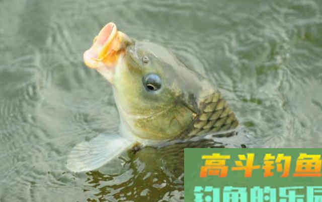 鲤鱼的口味怎么像女朋友的心情,说变就变 鲤鱼的口味怎么像女朋友的心情,说变就变