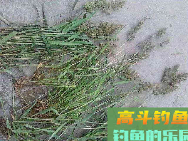 冬季怎样才能钓到草鱼?五个技巧可以讲清楚 冬季怎样才能钓到草鱼?五个技巧可以讲清楚