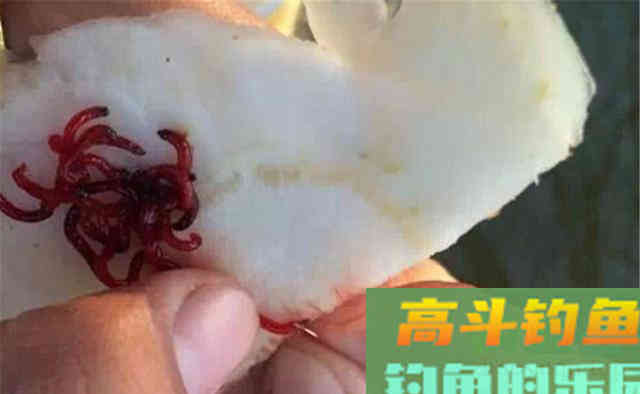 冬季鲫鱼绝杀钓法:长竿、短线、鱼钩小,多窝、活饵加逗钓 冬季鲫鱼绝杀钓法:长竿、短线、鱼钩小,多窝、活饵加逗钓