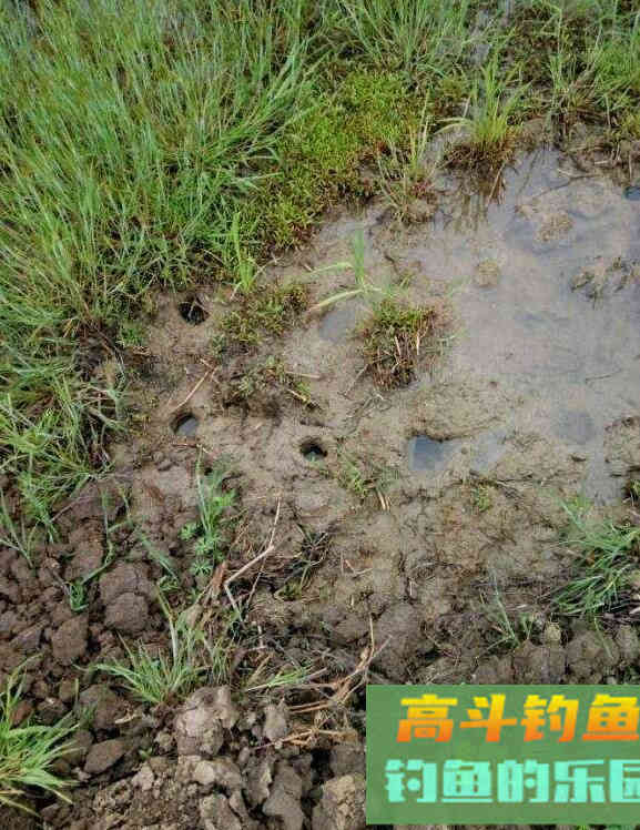 黄鳝洞怎么找?我来告诉你 黄鳝洞怎么找?我来告诉你