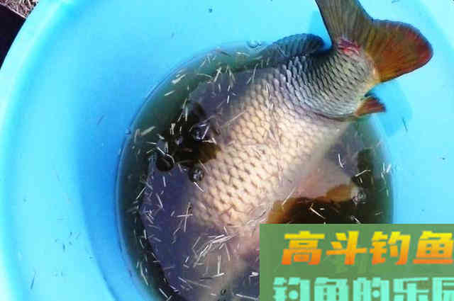 鲤鱼并不难找，认准这些地方，一准没跑
